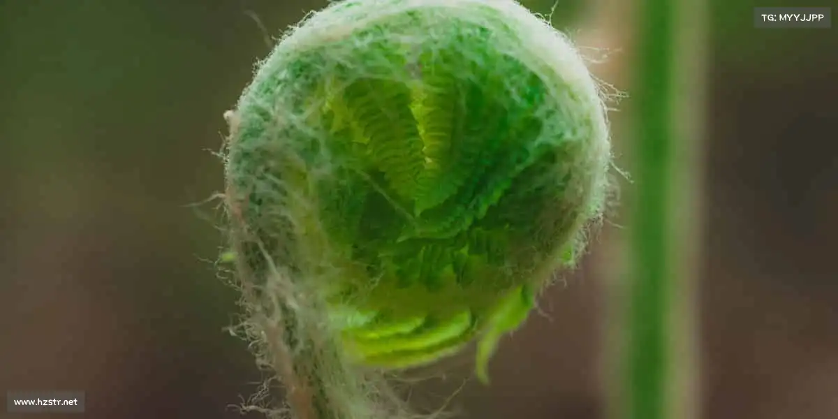 我们的核心竞争力